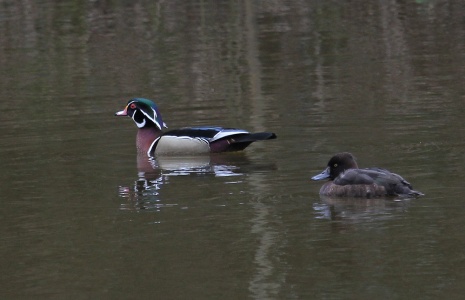 Wood Duck, Aix sponsa, male, Alan Prowse